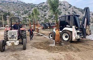 Marmaris’te halk plajlarına palmiye ağaçları...