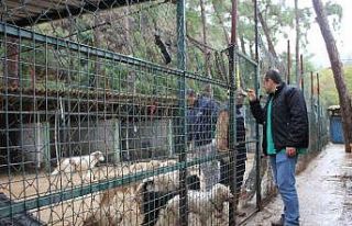 Marmaris’teki evden kurtarılan hayvanlar bakımevinde...