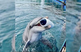 Marmaris’teki yunus parkında bir yunus daha hayatını...