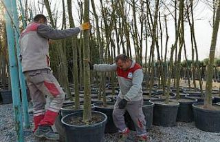 Melikgazi Belediyesi İlçeyi Ağaçlandırmada Zamandan...