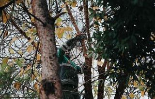 Merkezefendi’de budama çalışmaları devam ediyor