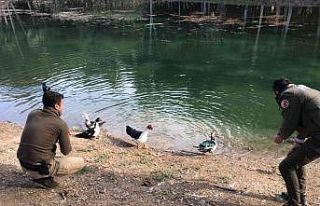 Mersin polisi soğuk kış günlerinde yaban hayvanlarını...