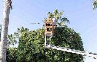 Mersin’de ağaçlara kış bakımı