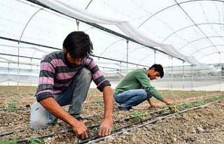 Mersin’de örtü altı üreticilerine destek