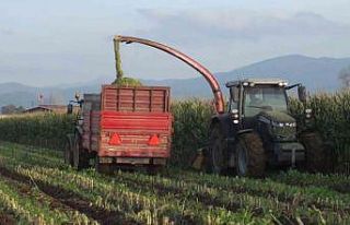 Mısır silajına ilgi arttı