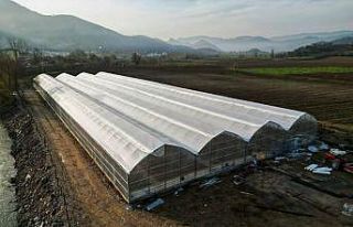 Modern fide serası 20 kişiye iş imkanı sağlanacak