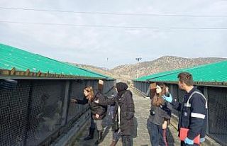 Müdür Ali Bilcan, sokak hayvanları için yapılacak...