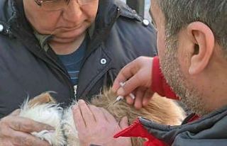 Muğla’da 37 bin havyana mikroçip takıldı