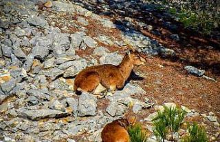 Muğla’da yaban keçileri görüntülendi