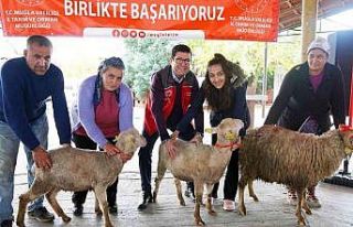 Muğlalı kadın üreticilere Bin 300 koyun, 52 koç...