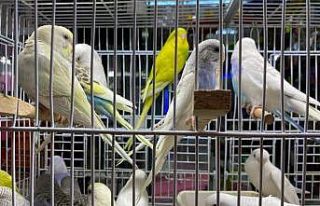 Muhabbet kuşları içinde İngilizler bir adım önde