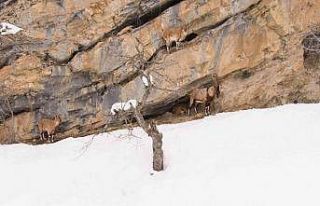 Munzur Dağlarında yaban keçileri görüntülendi