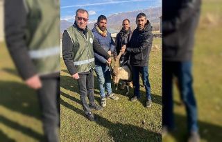 Muş’ta yırtıcı hayvan saldırısına uğrayan...