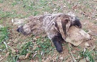 Nesli tükenme tehlikesi altında olan porsuk ölü...