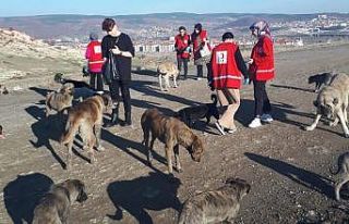 Öğrenciler sokak hayvanlarına yiyecek dağıttı