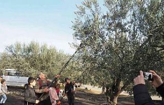 Öğrenciler zeytinin ’yağ’a dönüşüm serüvenine...