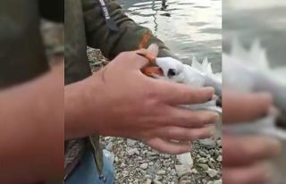 Oltaya martı takıldı