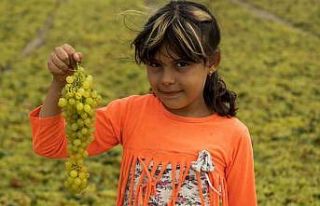 Onlar için üzüm sadece üzüm değil