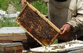 Ordu’da arıcılık sektörü azalıyor