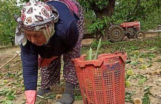 Ortadoğu’nun kestanesi Sarıgöl’den