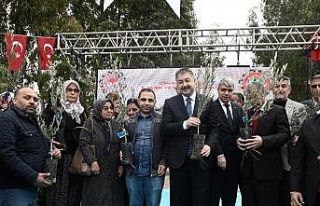 Osmaniye’de zeytincilik gelişiyor