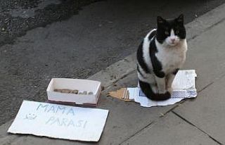 (ÖZEL) Bu kedi mama parası biriktirmek için kaldırımda...
