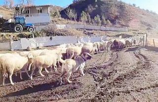 (ÖZEL) Bu sürünün çobanı sadece köpekler