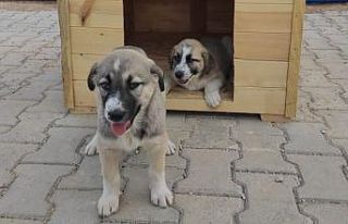 Özel çocuklar için yavru köpeklere kulübe