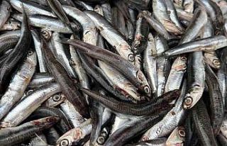 Palamuttan sonra tezgahların yeni gözdesi hamsi...