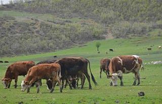 Pilot bölge Aydın’da meraların kapasitesi arttırılacak