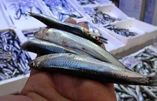 Profesörden "Karadeniz’de hamsi avcılığı...