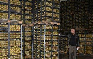 Romanya, Makedonya ve Ukrayna’ya ayva ve karyağdı...