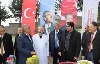 Samsun’da zeytin tarımı tekrardan canlanıyor