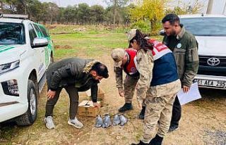 Şanlıurfa’da kaçak avlanan yarım ton balık...