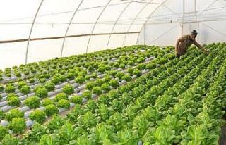 Sera yapmak isteyen üreticiye 300 bin liraya kadar...