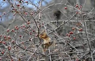 Sevimli sincap alıç yiyerek karnını doyurdu