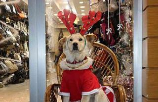 Sevimliliği ile sokak hayvanlarının karnını doyuruyor