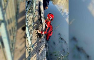 Seydikemer’de Çaya düşen kediyi İtfaiye kurtardı