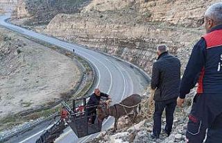 Siirt’te 5 gündür kayalıklarda mahsur kalan eşek...