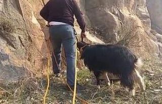 Siirt’te kayalıklarda mahsur kalan 2 keçi kurtarıldı