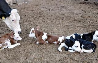 Siirt’te üreticilere düve desteği