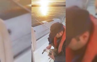 Şile’de martıya hayat kurtaran müdahale