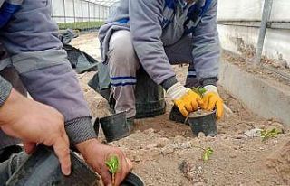 Sincan’da bitkiler budanıyor, seralarda çelik...