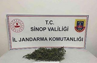 Sinop’ta jandarmadan uyuşturucu operasyonu