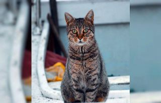 Sinop’ta yaklaşık 2 bin 200 evcil hayvan kayıt...