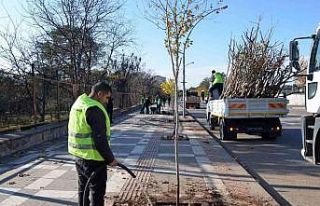 Siverek’te ağaçlandırma çalışması