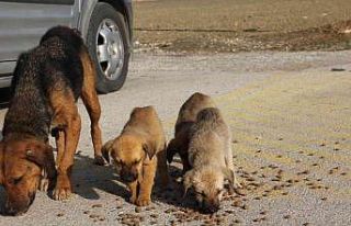 Sokak hayvanları için doğaya yem bıraktılar