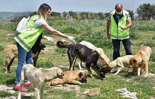 Sokak hayvanlarına büyükşehir şefkati