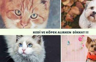 Sosyal medyadan kedi köpek sahibi olmak isteyenlerin...