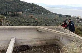 Sulama havuzuna düşen hayvan kurtarıldı